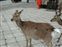 Miyajima Island - Sacred Deer