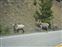 Bighorn sheep along the roadway