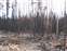 Newly Burned Forest