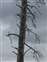 Artists Paintpots Woodpecker in Dead Tree