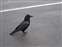 Black Sand Basin - Raven in the Parking Lot