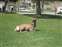 Mammoth Hot Springs - Deer on Fort Lawn