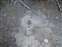 Norris Geyser Basin - Back Basin - Newly Formed Mud Pot