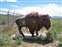 Antelope Island Bison Art